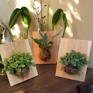 May include: Three wooden wall planters with live plants. The planters are rectangular and made of light-colored wood. Each planter holds a different type of green plant, creating a natural and decorative display. The plants are mounted on a wooden surface.