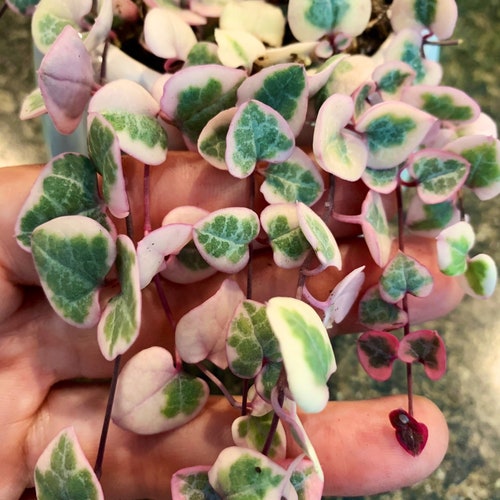 VSOH RARE Variegated String of Hearts -  Ceropegia Woodii Variegata - succulent live plant