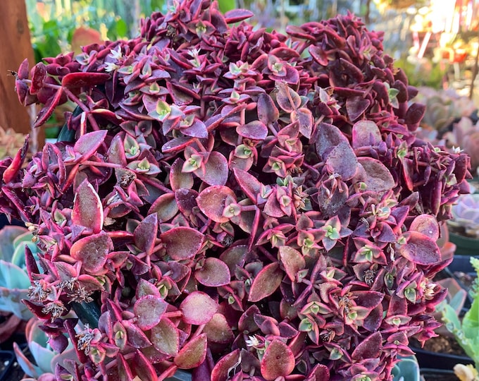 Crassula Pellucida Variegata/ Pink Calico Kitten Succulent 8 - Etsy