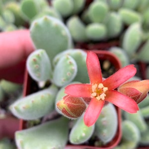 2 Cotyledon Tomentosa Ssp ladismit Bear Paw Succulent Plant 2 pot image 3