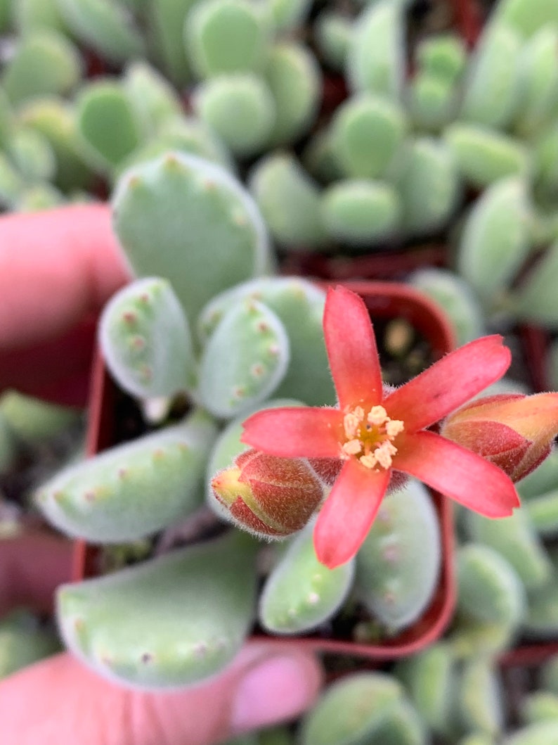 2 Cotyledon Tomentosa Ssp ladismit Bear Paw Succulent Plant 2 pot image 3