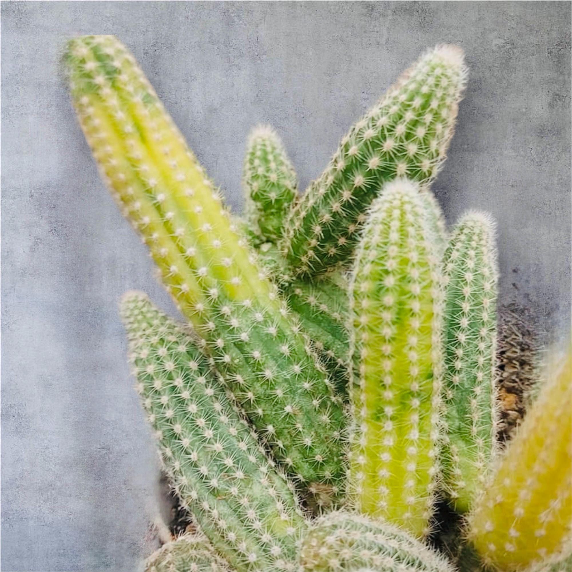Variegated Peanut Cactus, Echinopsis Chamaecereus Variegata, Clusters,  Minimalist Cactus Rooted Live Succulent Plant in 4 Pot - Etsy