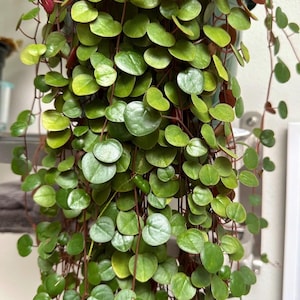 May include: Close-up of a hanging plant with small, round, green leaves. The plant has reddish-brown stems and is cascading downwards. The leaves are a vibrant green color, with some showing yellow hues. The plant is likely a houseplant.