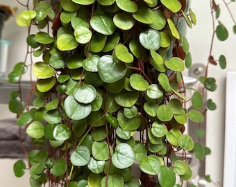 Peperomia  Ruby Cascade Rooted cuttings, 2” and 4” plants