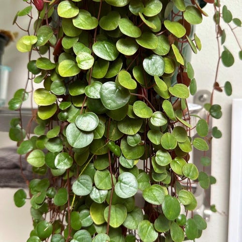 Peperomia Ruby Cascade, boutures enracinées, plants de 2 po. et 4 po.