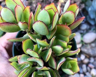 Crassula arborescens undulatifolia 'Ripple Jade' 'Blue Waves' Rooted Live Succulent Plant in 2”, 4”, 6” Pot