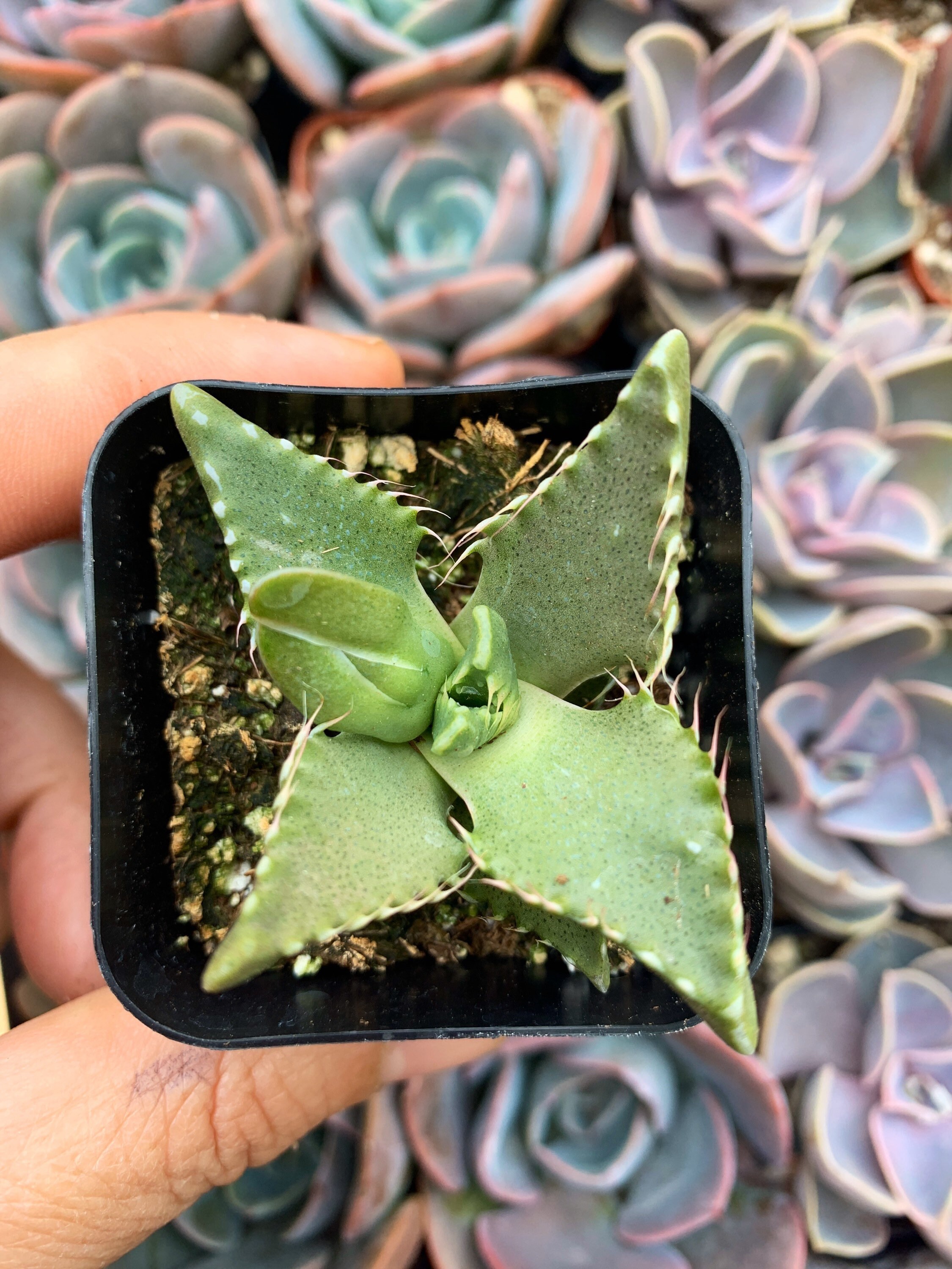 supernova zz plant ZZ Supernova - Best Price Singapore ZZ Plant
