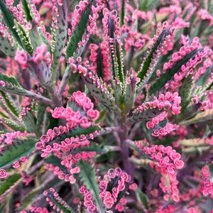 Op de afbeelding: Close-up van een vetplant met groene bladeren en roze bloemknoppen. De bladeren hebben een gevlekt patroon en een gegolfde rand.