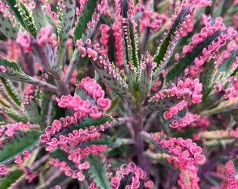 2” Kalanchoe Pink Butterfly’s rare succulents