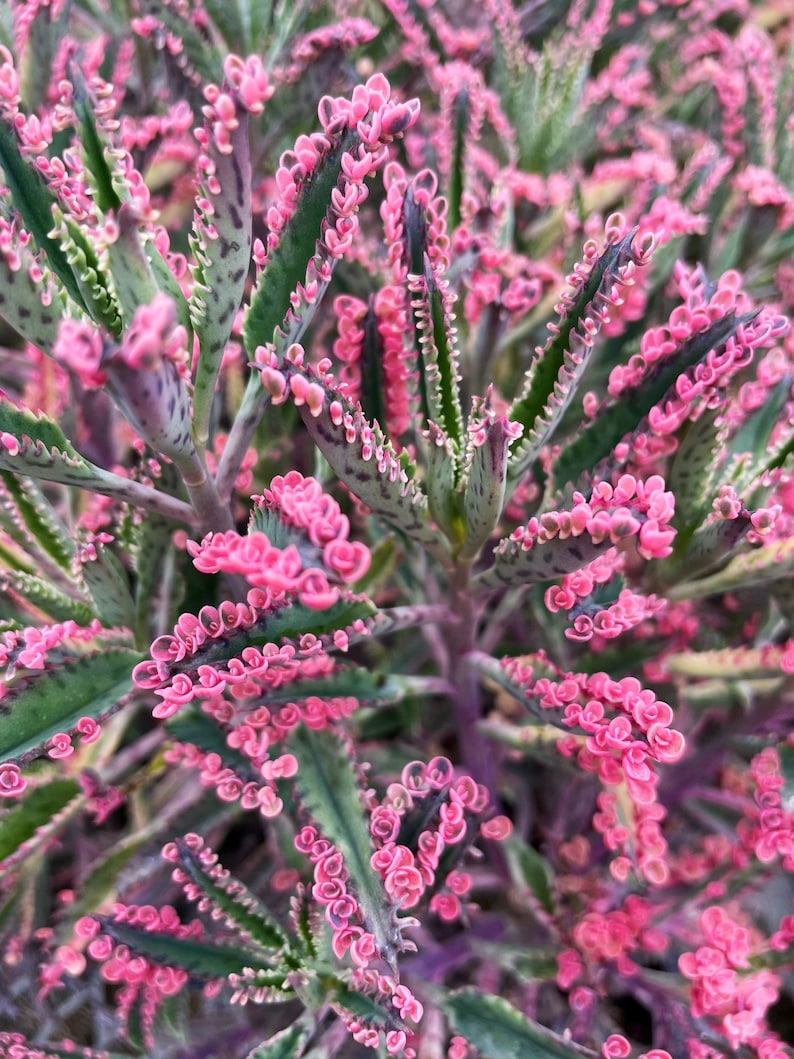 Kalanchoe pink butterflies succulent