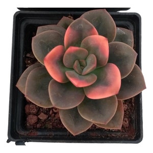 2&quot; Echeveria Chroma Succulent Plant 2” pot