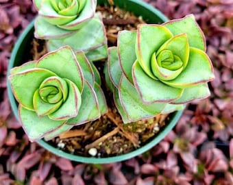 String of Buttons, Crassula Perforata, Crassula Ivory Towers Rooted Live Succulent Plant in 2" and 4" pot