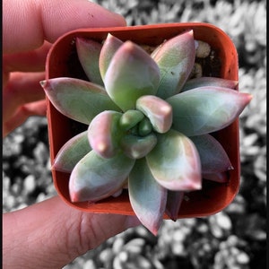 Plante succulente pachyphytum compactum 2 petit bijou Pot de plante succulente 2 image 7