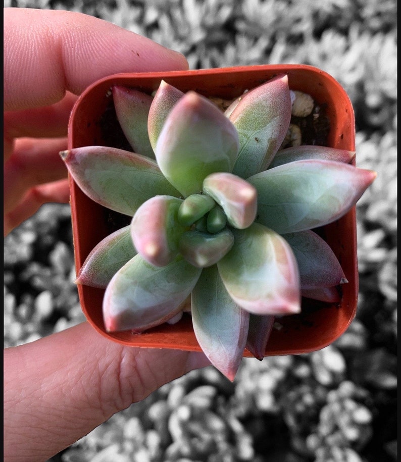 Plante succulente pachyphytum compactum 2 petit bijou Pot de plante succulente 2 image 7