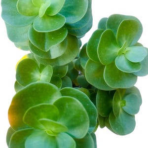 wood succulents Succulent Kit
