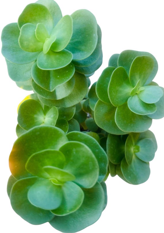 Rare Portulaca Molokiniensis, Hawaiian Plant, Rooted Live Succulent Plant  in 2", 4", 6" - Etsy