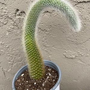 5 Rare Cleistocactus colademononis Monkey Tail Cactus measures between 10-14 long rooted image 2