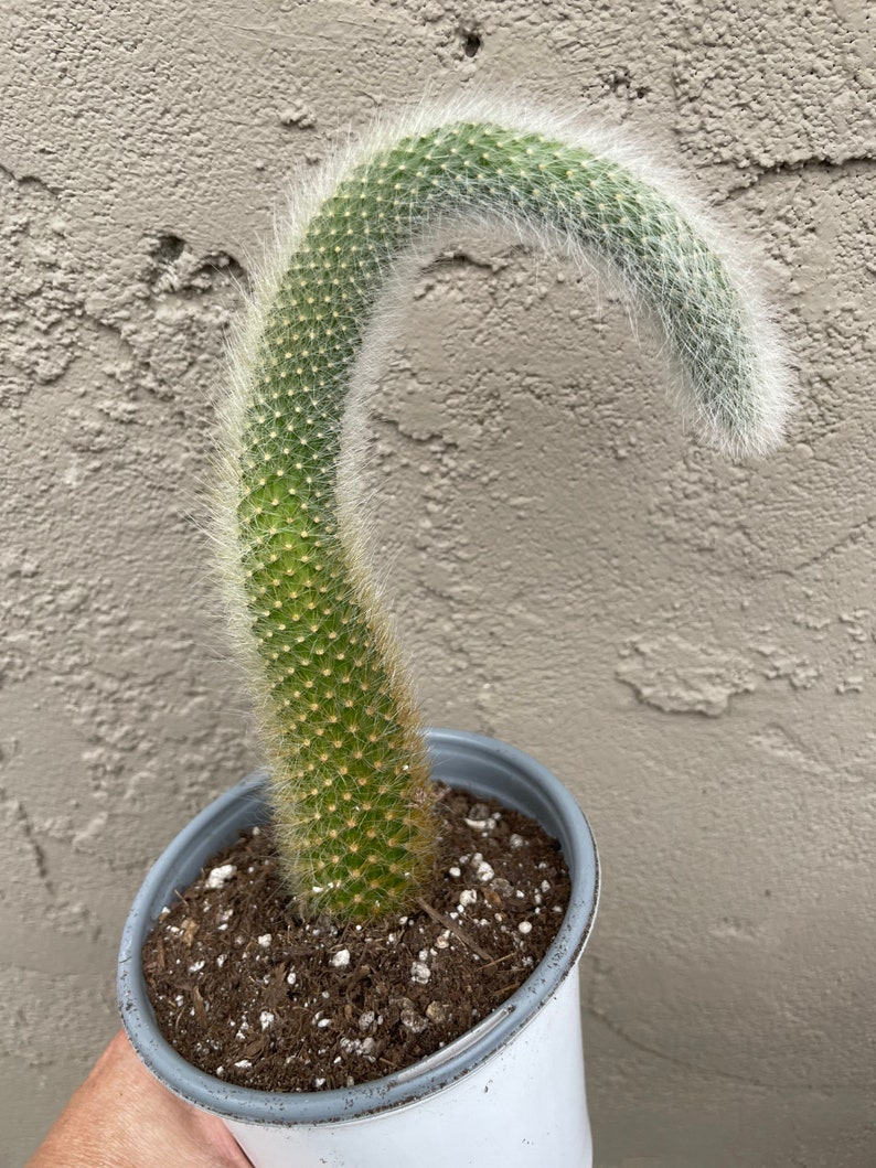 5 Rare Cleistocactus colademononis Monkey Tail Cactus measures between 10-14 long rooted image 2