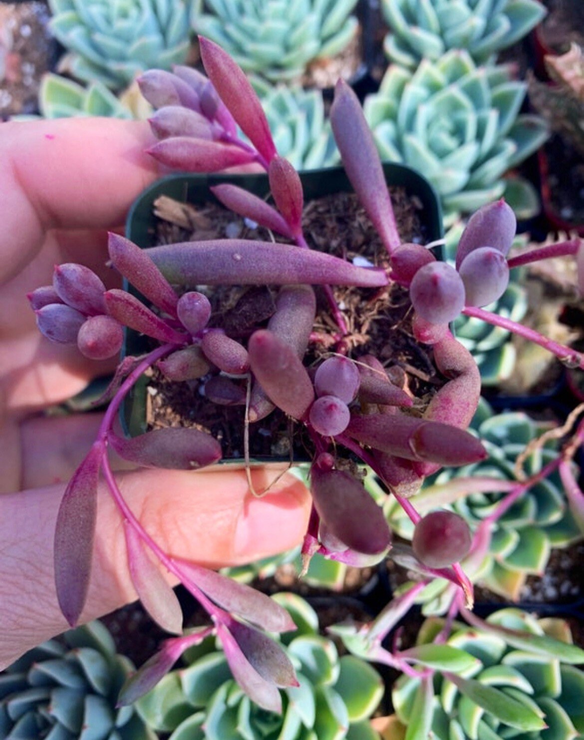 Othonna Capensis Ruby Necklace 'little Pickles' Rare Succulent Hanging Live  Plant - Etsy | Rare succulents, Plants, Hardy plants