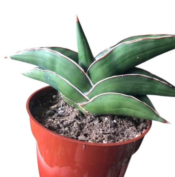 Samurai Snake Plant, Dracaena Hanningtonii, Dwarf Sansevieria, Rare  Succulent in 6" Pot - Etsy Israel