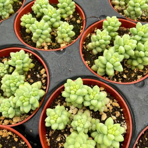 4 Burro/ Sedum Morganianum / Donkey Tail Trailing Succulent image 2