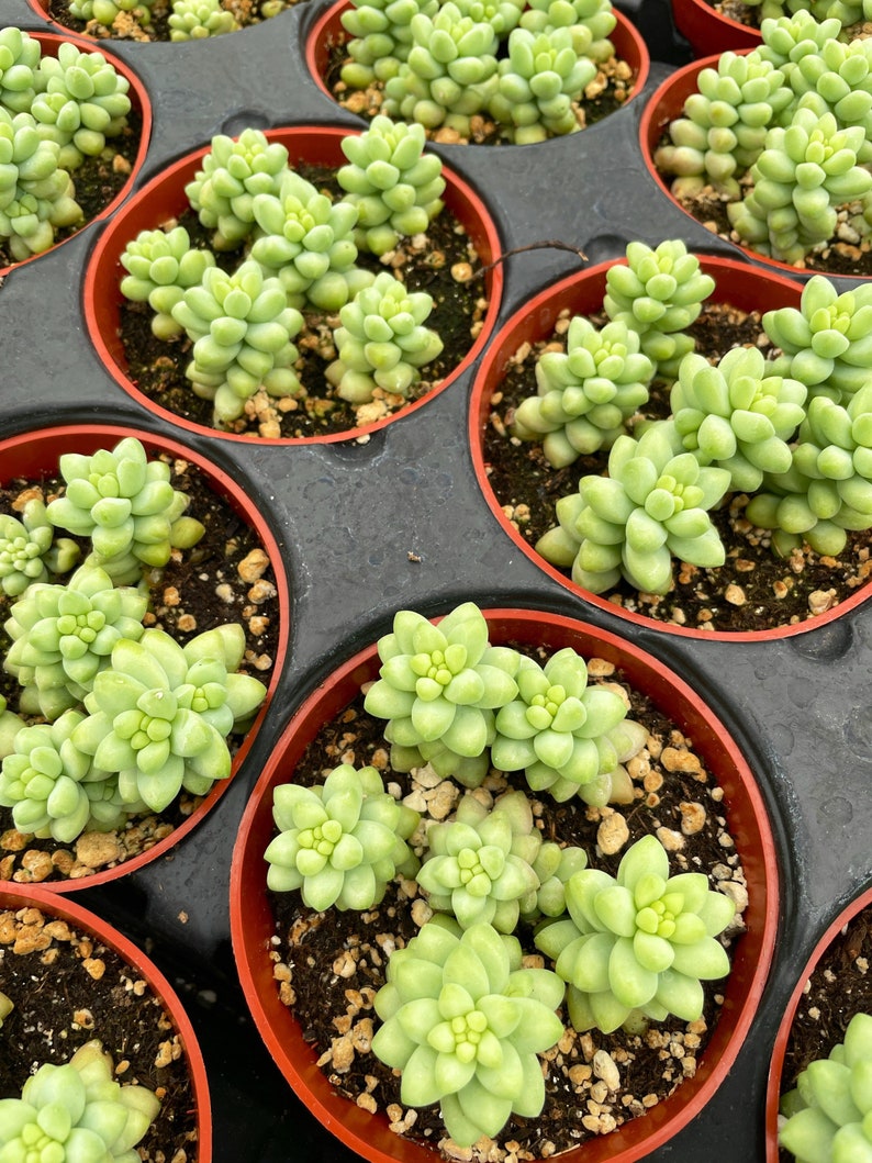 4 Burro/ Sedum Morganianum / Donkey Tail Trailing Succulent image 2