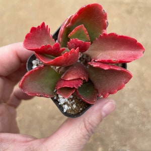 2 Kalanchoe longiflora Coccinea/ Tugela Cliff-kalanchoe live Succulent Plant 2 pot image 6