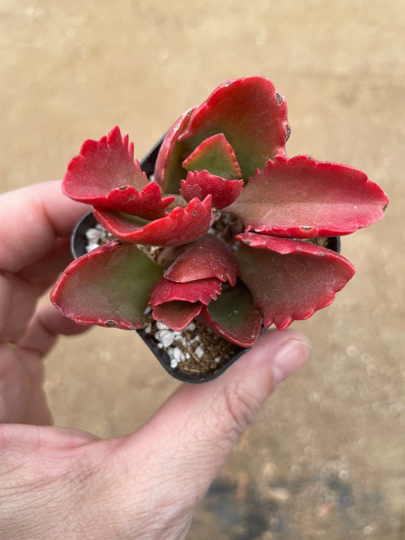 2 Kalanchoe longiflora Coccinea/ Tugela Cliff-kalanchoe live Succulent Plant 2 pot image 6