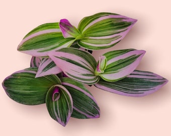 Rare Tradescantia Nanouk Lilac Plant - Rare Tradescantia Cuttings -3 Cuttings  Easy care hardy tardescantia plant