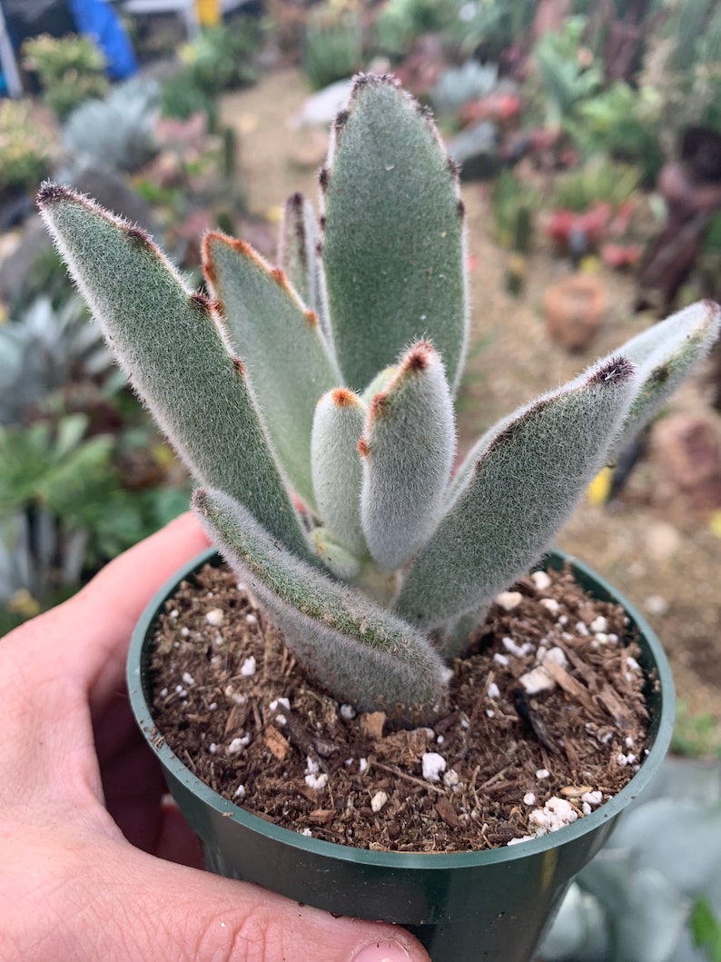 4 Kalanchoe Tomentosa Panda Succulent Plant 4 pot image 2