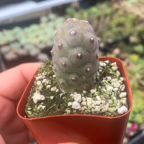 2" Acorn Cactus Tephrocactus Articulatus inermis - 2” pot