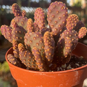 4” Mini Cinnamon Cactus Opuntia Rufiada Minima Rare Succulent Live Plant Cactus Indoor \ Outdoor Cactus Plant Succulents