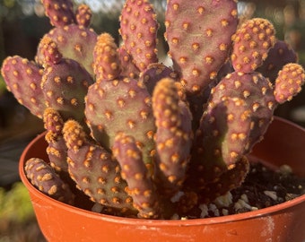 4” Mini Cinnamon Cactus Opuntia Rufiada Minima Rare Succulent Live Plant Cactus Indoor \ Outdoor Cactus Plant Succulents