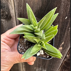 2 Crassula Capitella Subsp. thrysiflora Red Pagoda Succulent Plant see 2nd and 3rd pic image 3