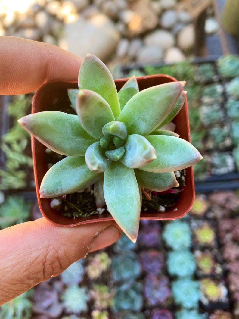 Plante succulente pachyphytum compactum 2 petit bijou Pot de plante succulente 2 image 3