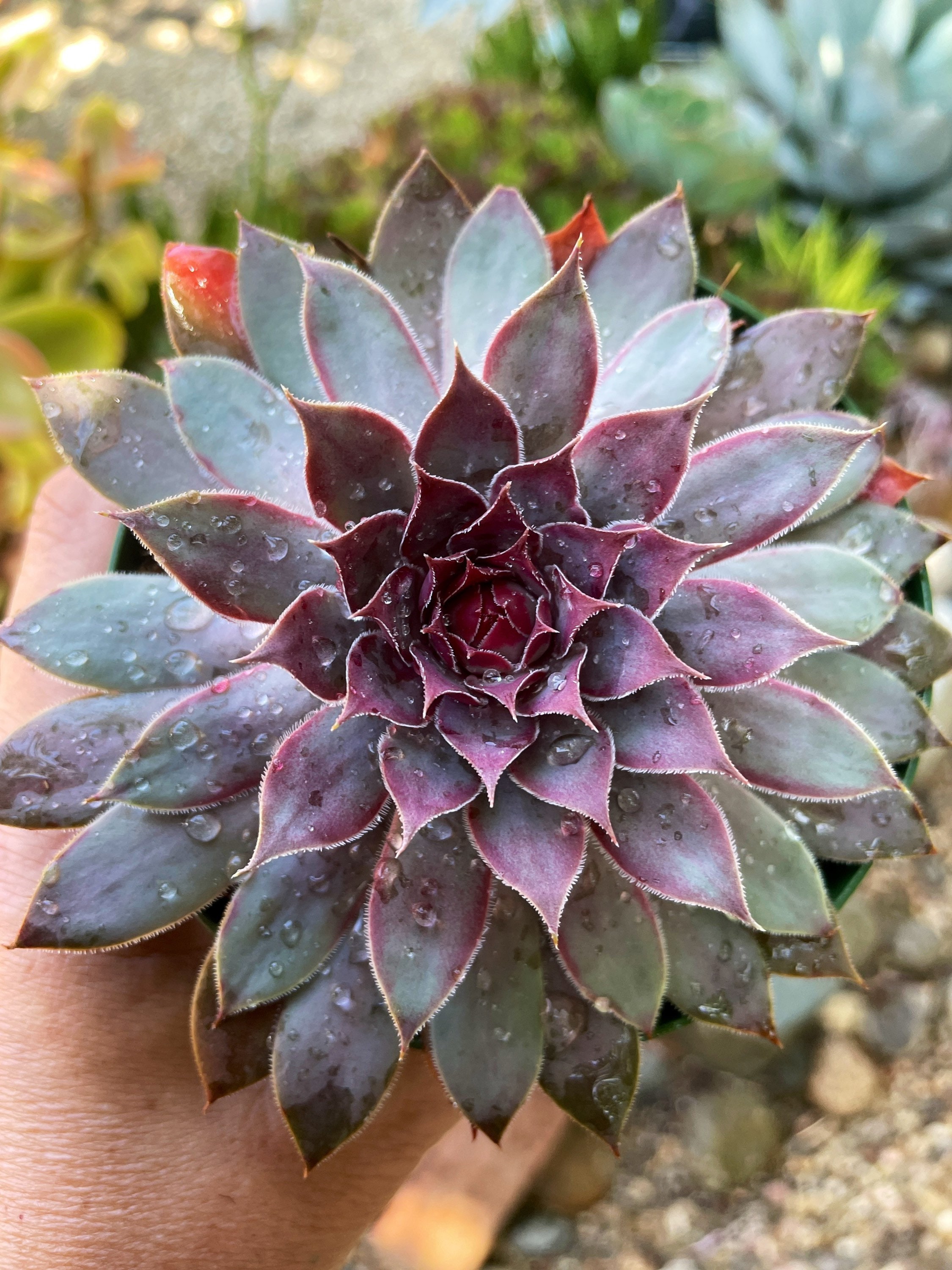 Sempervivum Jungle  Shadows Succulent Plant 4" pot