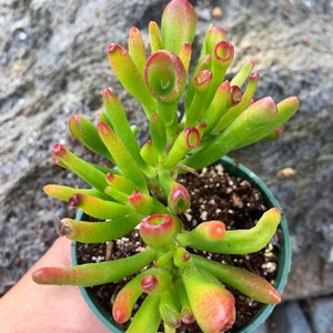4”  Crassula Ovata Ogre Ears / Shrek ear / live Jade plant, crassula Gollum