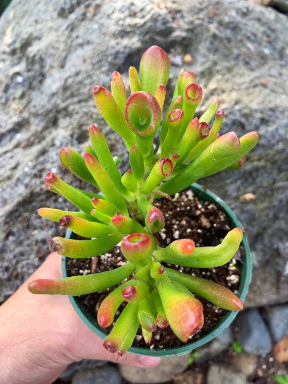 Crassula Ovata Hobbit, Et's Fingers, 'skinny Fingers', Jade Plant, Mini  Succulent, Baby Succulent, Rare Plant in 2", 4", 6" and Cuttings - Etsy