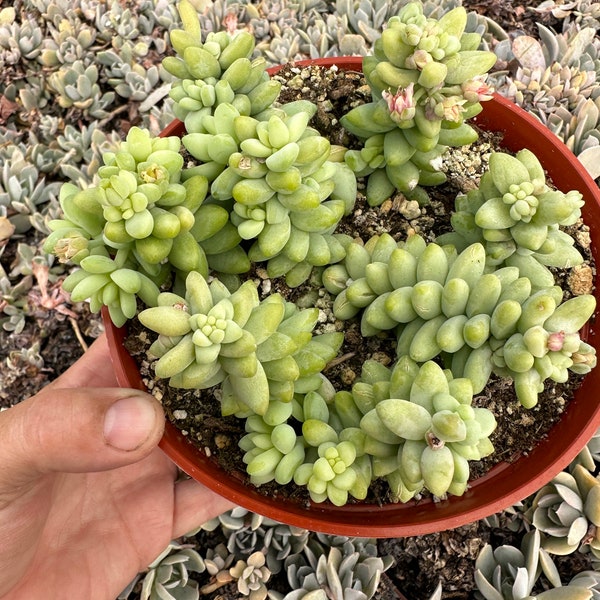 6" Burro/ Sedum Morganianum / Donkey Tail Trailing Succulent