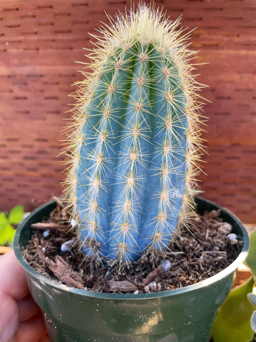 Large Blue Torch Cactus Shown in a 4 Pot Please Note That These Measure