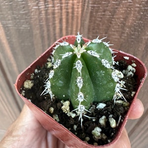 May include: A small green cactus with white spines growing in a red plastic pot. The cactus is in a close-up view.