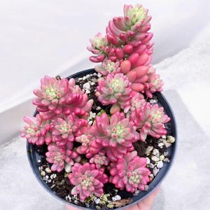 Sedum Rubrotinctum Aurora / Pink Jelly Beans Plant Rooted Live Succulent Plant In 2'', 4'' pot and cuttings