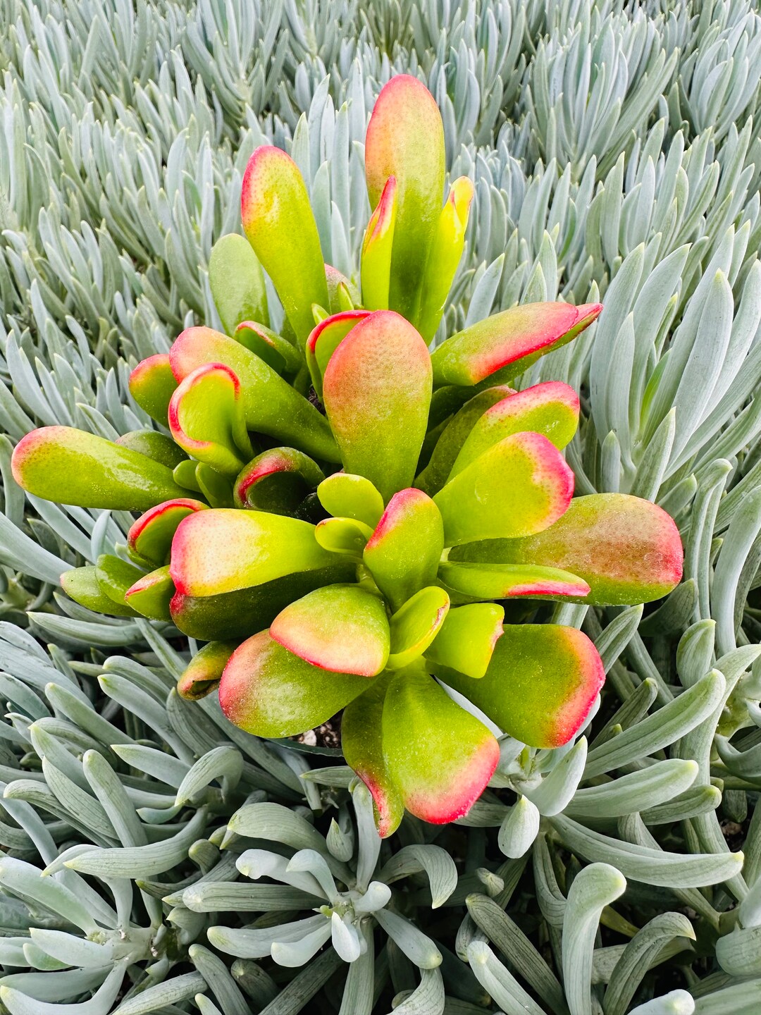 6 Crassula Ovata Ogre Ears / Shrek Ear / Live Jade Plant, Crassula