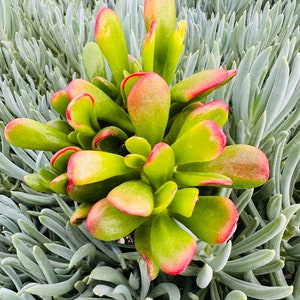 6” Crassula Ovata Tricolor /  live Jade plant, crassula Gollum