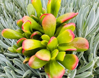 6” Crassula Ovata Ogre Ears / Shrek ear / live Jade plant, crassula Gollum