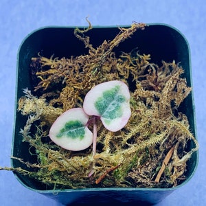Free with 40 dollar purchase- Variegated String of Hearts Cutting Set - VSOH * - one cutting with pot and moss - 1 per 40 purchase