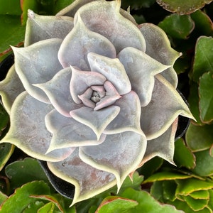 2&quot; Echeveria Lilacina Succulent Plant