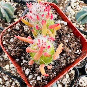 Eves Needle Cactus