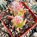 see more listings in the The Littles 2-3" plants section