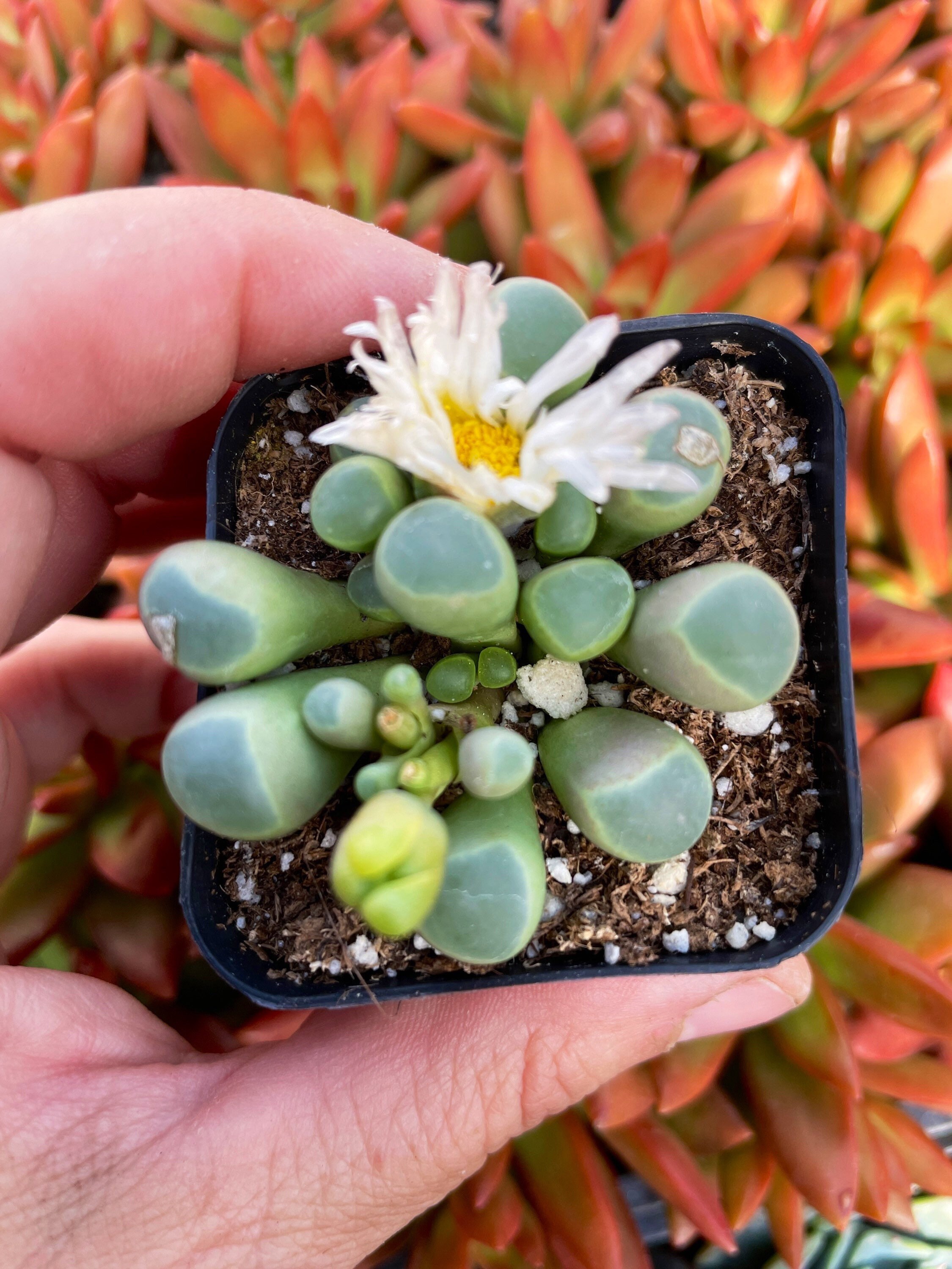 Fenestraria Aurantiaca 'Baby Toes' main image 1